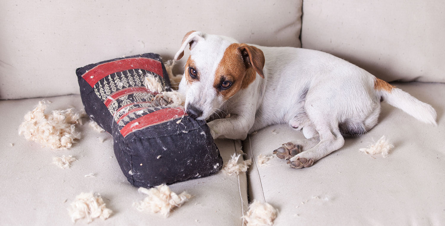 The Top Consumer Demands in the Pet Care Market DOGBITE
