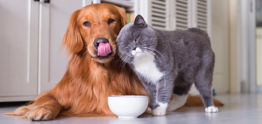Image of pets (a dog and a cat) in friendship on a pet food container. Article about Incredible Rise of Pet Food Packaging in the Pandemic.