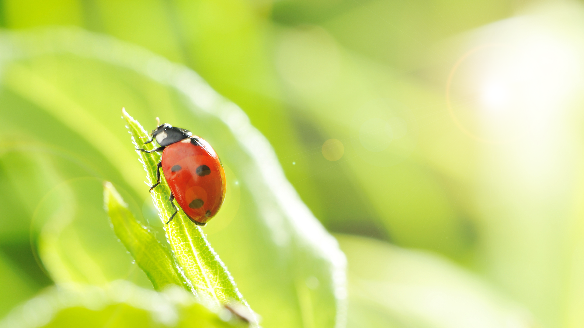 Lady Bug