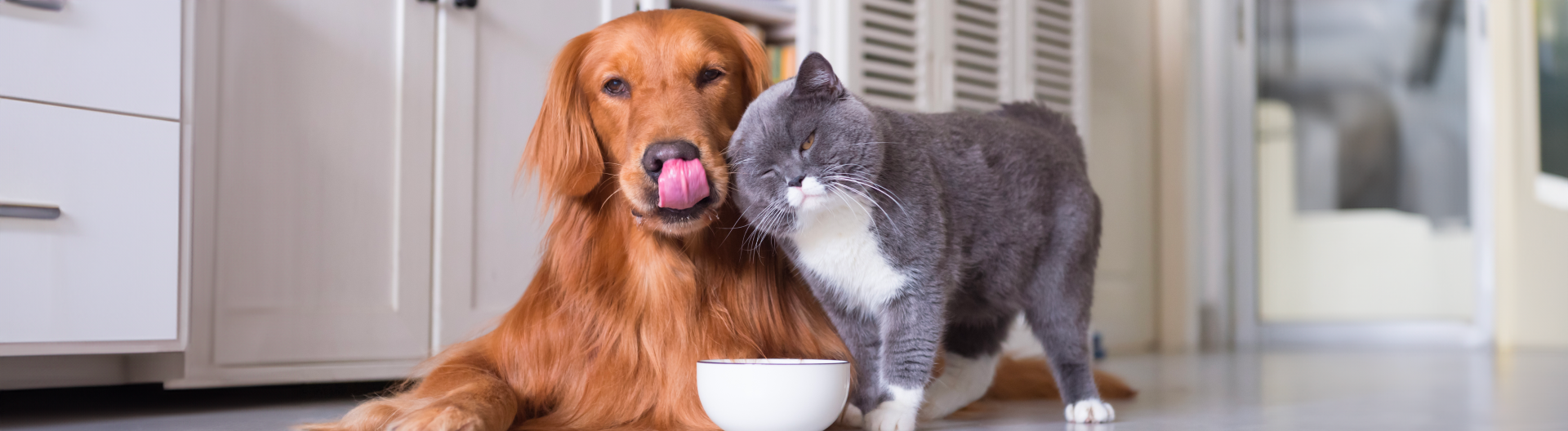 Future of Pet Food