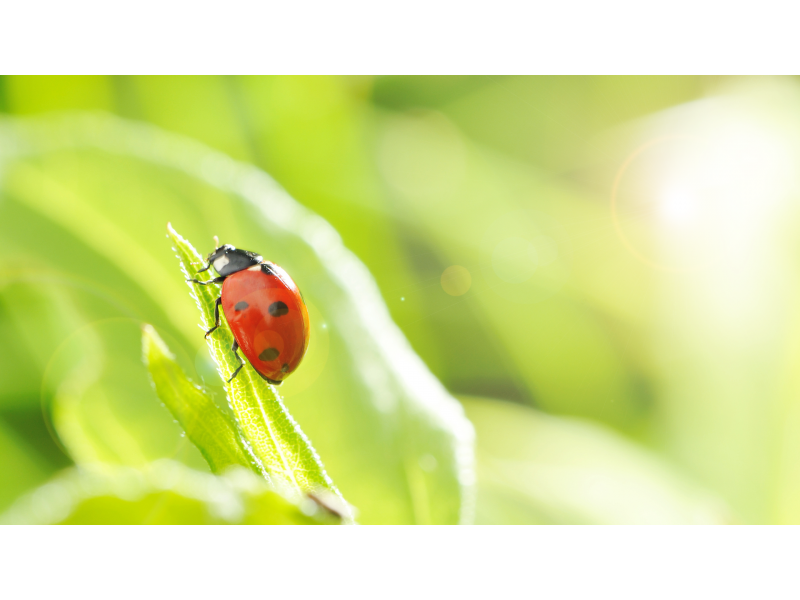 Lady Bug